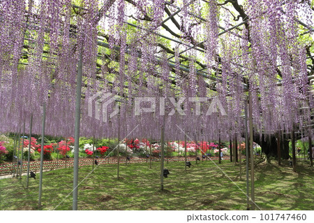Ashikaga Flower Park: Great Wisteria Shelf (Hasama Fuji) 101747460