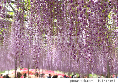Ashikaga Flower Park: Great Wisteria Shelf (Hasama Fuji) Ashikaga Flower Park: Great Wisteria Shelf (Hasama Fuji) 101747461