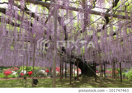 足利花卉公園：大紫藤架（Hasama Fuji） 101747463