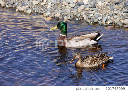 Wild Duck, Mallard, in a river by the Pacific Ocean Shore. 101747909