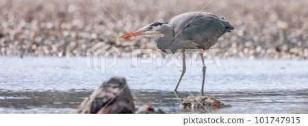 Heron standing in water fishing for food. 101747915