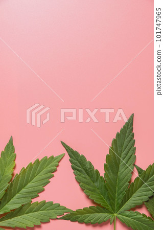 Weed, cannabis, hemp, marijuana leaf on colorful background. Weed, cannabis, hemp, marijuana leaf on colorful background. 101747965