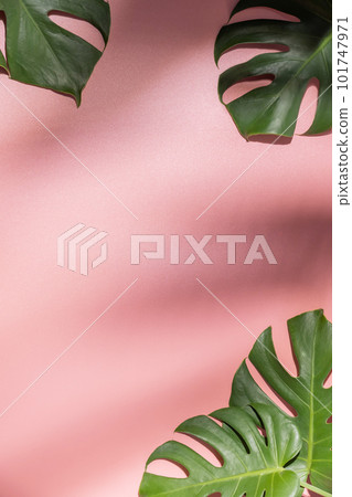 Monstera leaves on pink background. Monstera leaves on pink background. 101747971