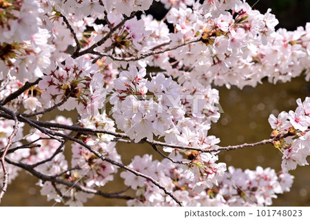 Saho River in spring, row of cherry blossom trees in full bloom Saho River in spring, row of cherry blossom trees in full bloom 101748023