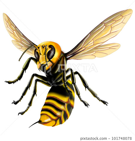 黃蜂圖片 黃蜂圖片 101748078