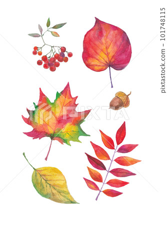 Watercolor autumn set hand painted. Watercolour fall tree leaves isolated. Aquarelle maple, rowan, birch leaves, rowan berry, acorn on white background. Watercolor autumn set hand painted. Watercolour fall tree leaves isolated. Aquarelle maple, rowan, birch leaves, rowan berry, acorn on white background. 101748115