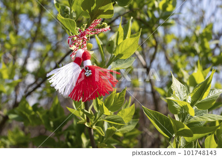 Martenitsa, Baba Marta, Martisor On Green Leaves Tree. Traditional Martisor Symbol of Holiday March 1. Grandma Marta Day Celebration In Romania,Bulgaria,Moldova. Red,white colored threads. Horizontal. 101748143