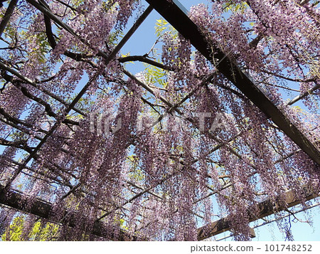 Daitenpaku Park Wisteria Daitenpaku Park Wisteria 101748252
