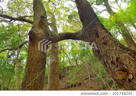 Renri no Kusu in Suwayama, Kobe City Renri no Kusu in Suwayama, Kobe City 101748291