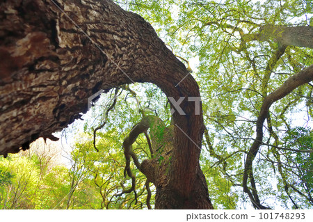 Renri no Kusu in Suwayama, Kobe City 101748293
