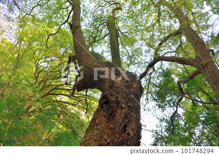 Renri no Kusu in Suwayama, Kobe City 101748294