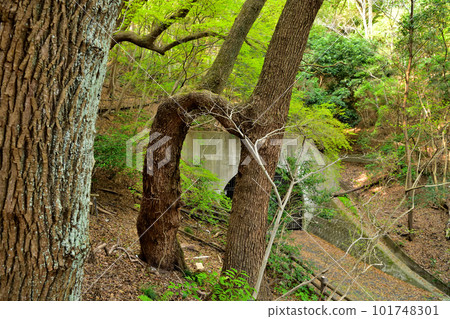 神戶市諏訪山的蓮里之楠 101748301