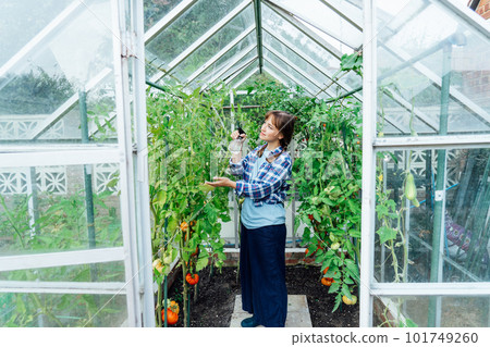 Young woman spraying nature fertilizer, mature to a tomato plants in the greenhouse. Organic food growing and gardening. Eco friendly care of vegetables. The concept of food self-sufficiency Young woman spraying nature fertilizer, mature to a tomato plants in the greenhouse. Organic food growing and gardening. Eco friendly care of vegetables. The concept of food self-sufficiency 101749260