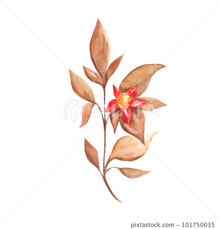 Watercolor abstract autumn branch with red flower. Botanical illustration on a white background. Can be used for cards, graphics and floristic design. 101750035