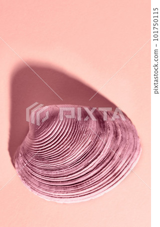 Colored shell studio shot Colored shell studio shot 101750115