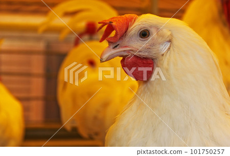 Cute hen on a nest of straw Cute hen on a nest of straw 101750257
