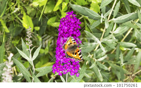Purple buddley flower with bright butterfly on it. Summer heat 101750261