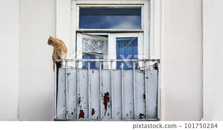 A ginger cat sits on the edge of the eaves of an old balcony and looks out into the street.  101750284