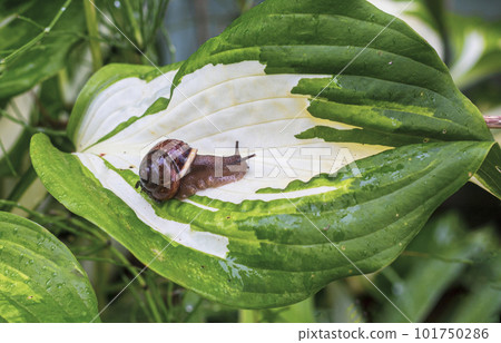 Close-up of a snail sitting on green leaf 101750286