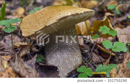Boletus mushroom in the forest in autumn close up 101750298