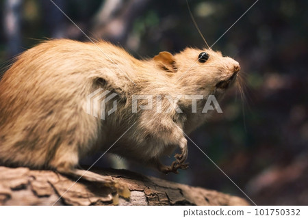 Close-up of a stuffed brown rat (Rattus norvegicus) sat on a tree branch 101750332