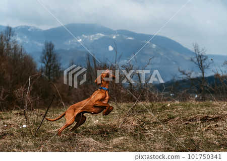 Vizsla Dog Catching Snowball in Mountains 101750341