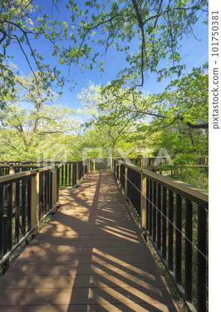 Adventure forest observation deck in fresh green Noyama Kita Park 101750381