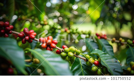 Coffee tree with red coffee beans on coffee plantation. Generative AI 101750552
