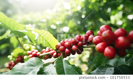 Coffee tree with red coffee beans on coffee plantation. Generative AI 101750553