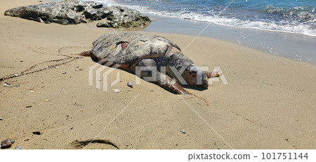 a large sea turtle lies dead on a sandy beach at the water's edge 101751144