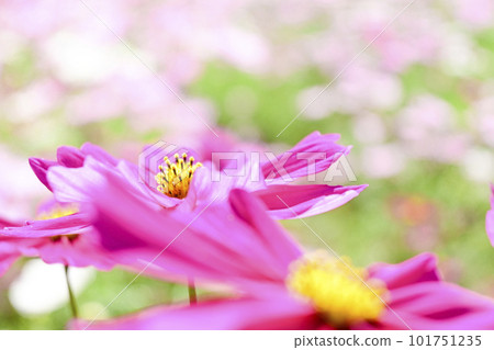 vivid beautiful pink cosmos 101751235