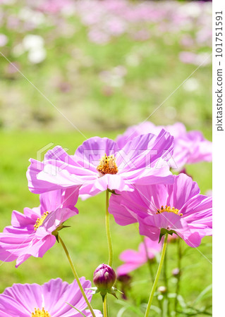Cute pink cosmos 101751591