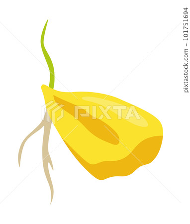 Corn growing stage. Maize growth plant isolated on white background. Farm plant evolving, development stage. Planting process Corn growing stage. Maize growth plant isolated on white background. Farm plant evolving, development stage. Planting process 101751694
