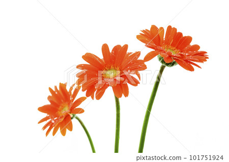 bright orange gerbera flower 101751924