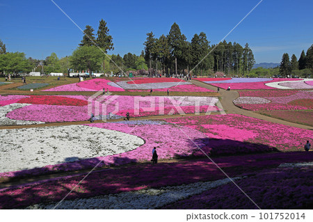 Shiba Sakura Park 101752014
