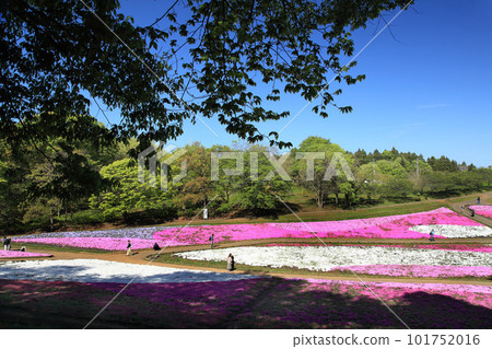 Shiba Sakura Park 101752016