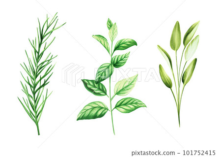 Watercolor set of aromatic herbs. Illustrations of fresh rosemary, mint, sage isolated on background. Detail of beauty products and botany set, cosmetology and medicine. For designers, spa decoration 101752415