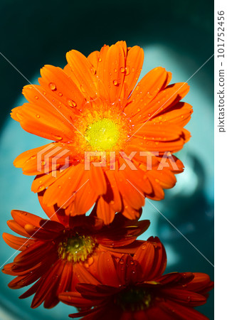 Orange gerbera flower floating in emerald green water 101752456