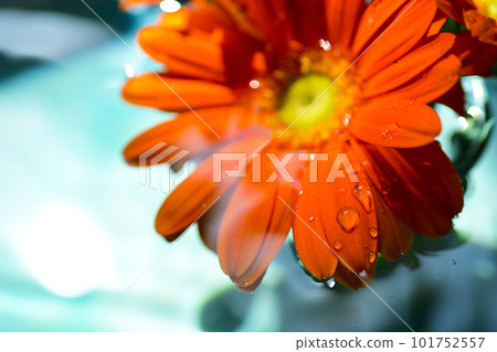 漂浮在翡翠綠水中的橙色大丁草花 101752557