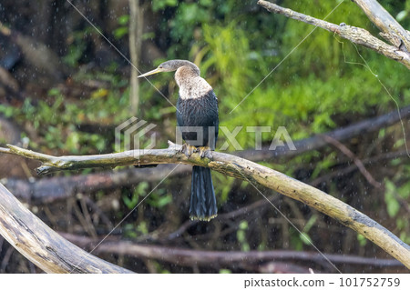 Anhinga perching on a tree branch 101752759