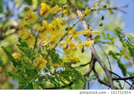 Jackettubara花 Jackettubara花 101752954