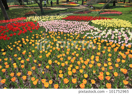 A park with tulips 101752965