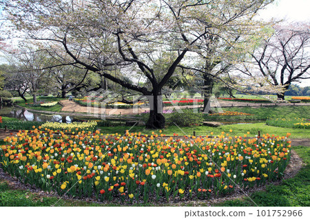 A park with tulips A park with tulips 101752966