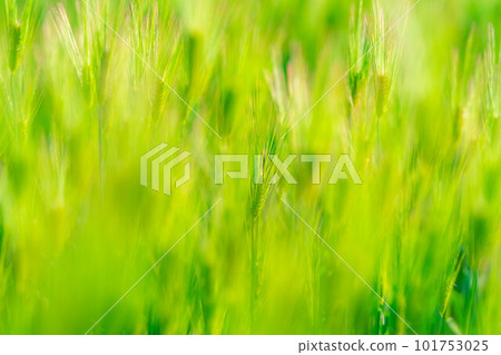 [初夏材料]初夏的綠色麥田[長野縣] 101753025