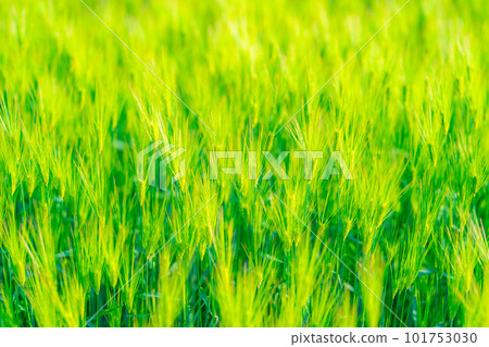 [Early summer material] Green barley field in early summer [Nagano Prefecture] 101753030