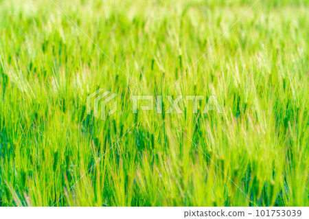 [Early summer material] Green barley field in early summer [Nagano Prefecture] 101753039