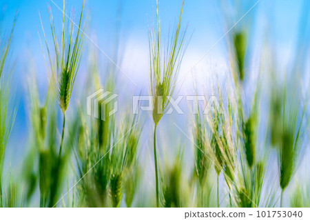 [初夏材料]初夏的綠色麥田[長野縣] 101753040