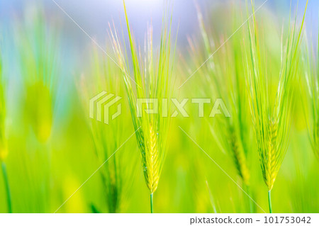 [初夏材料]初夏的綠色麥田[長野縣] 101753042
