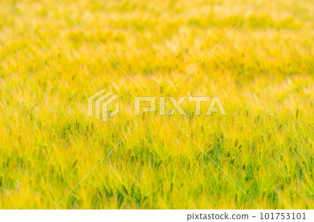[Early summer material] Wheat field in wheat autumn [Nagano Prefecture] 101753101