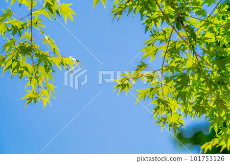 [Early summer material] Fresh green and blue sky [Nagano Prefecture] 101753126
